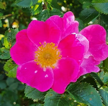 Lay on Roses Rosen Blüten-Duschseife, duftig & verträumt